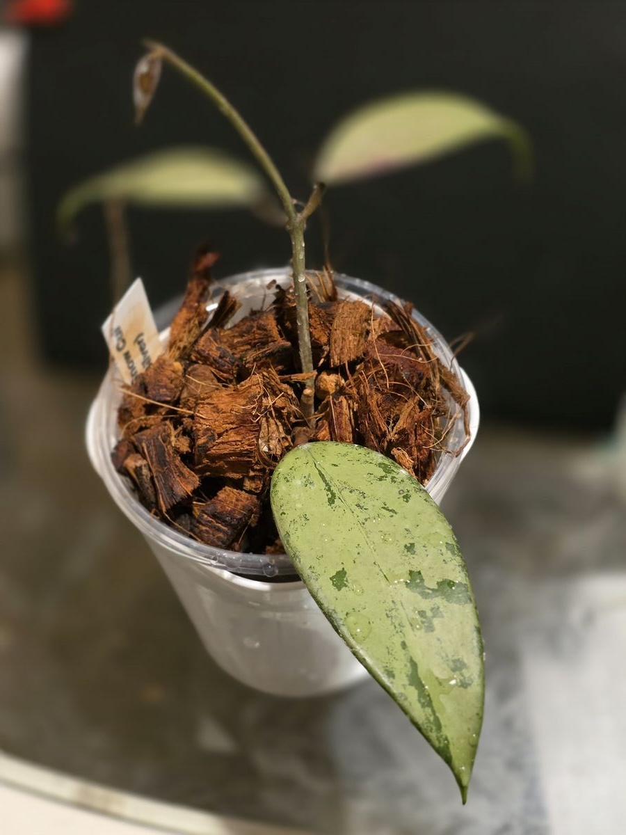 Beautiful Hoya Snow Cui plant with variegated leaves