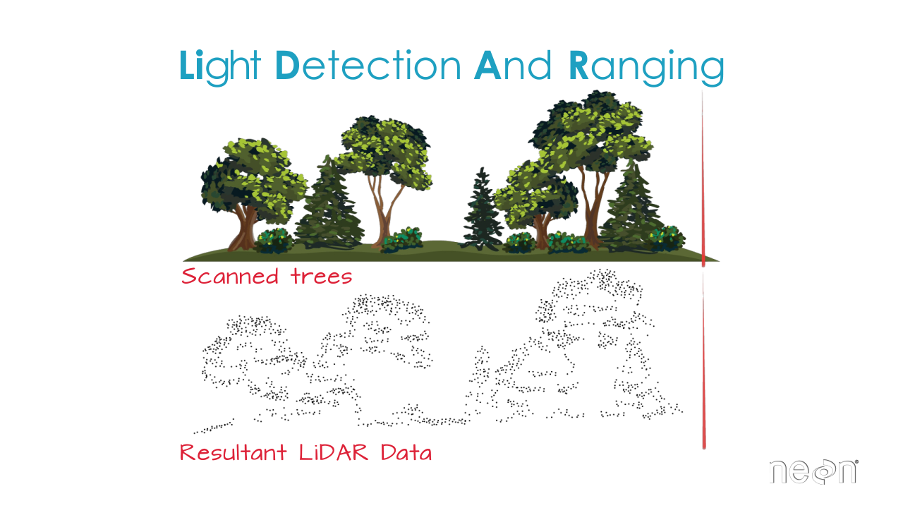 Image showing a rendering 
  of a forest with the lidar point cloud profile below..