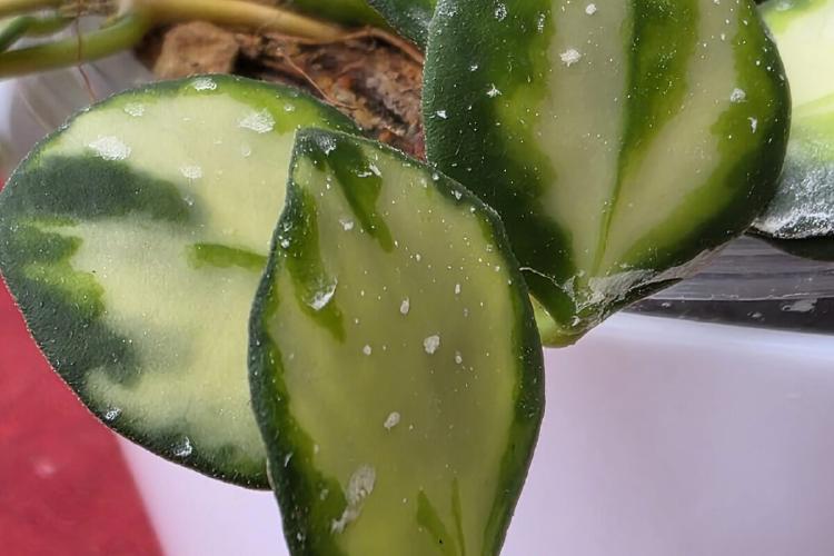Hoya Heuschkeliana Variegata