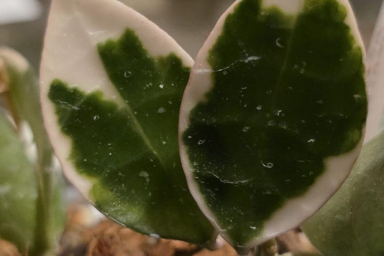 Hoya Lacunosa Asami Clone