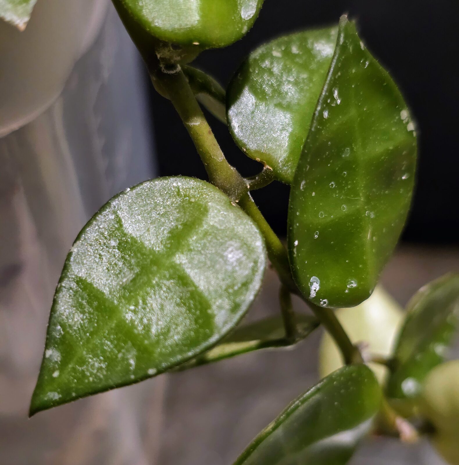 hoya-lacunosa-green-leaf.jpg