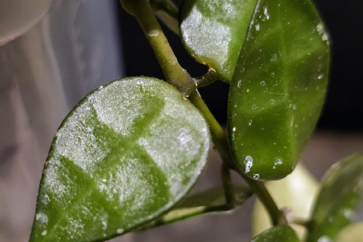 Hoya Lacunosa