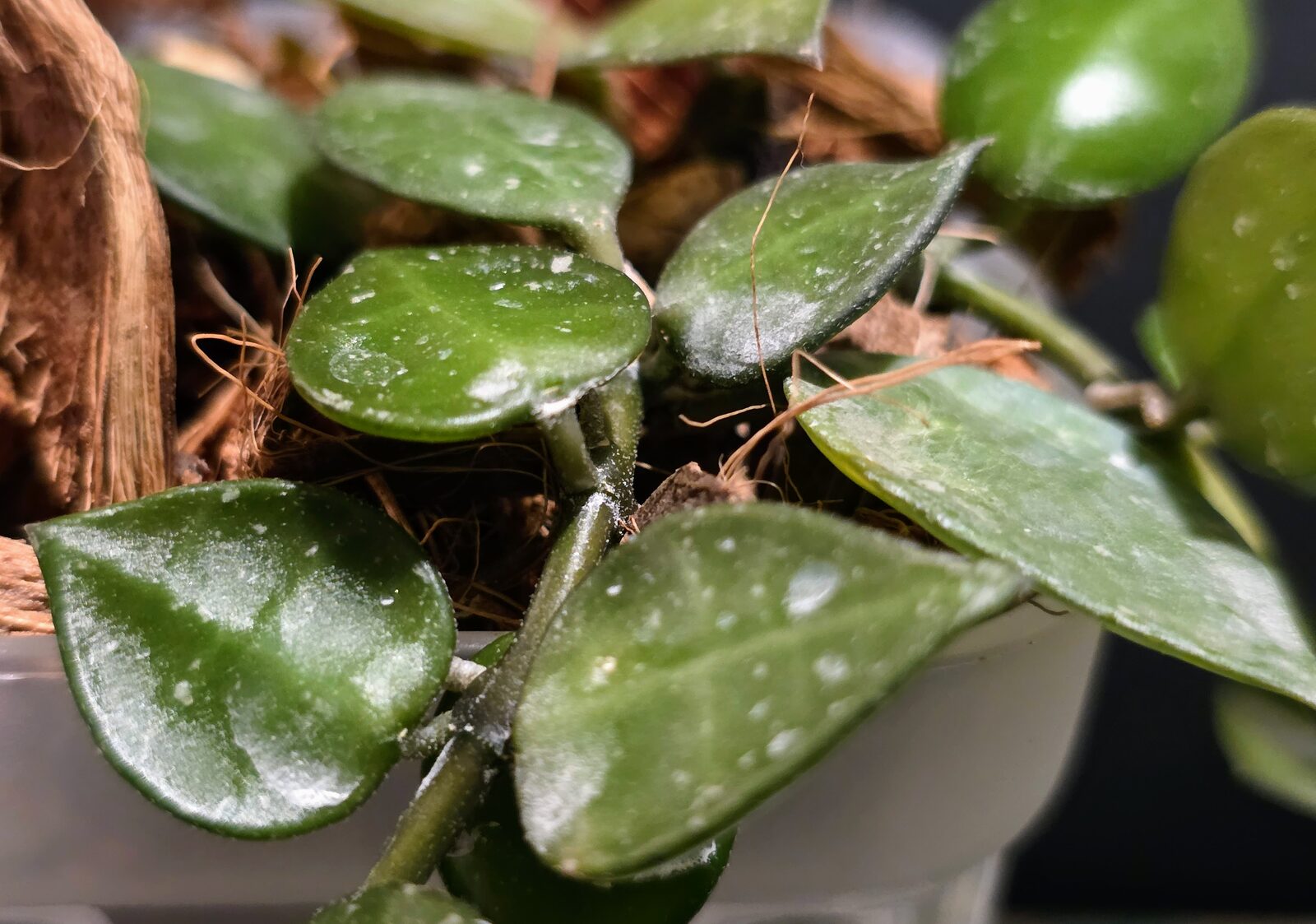 hoya-lacunosa-green-stem.jpg