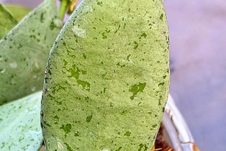 Hoya Lacunosa Silver Mint Coin