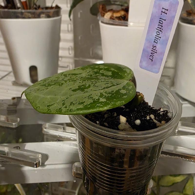 Hoya Latifolia Silver