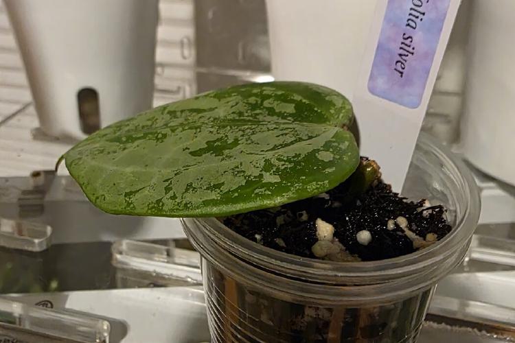 Hoya Latifolia 'Pot of Gold'