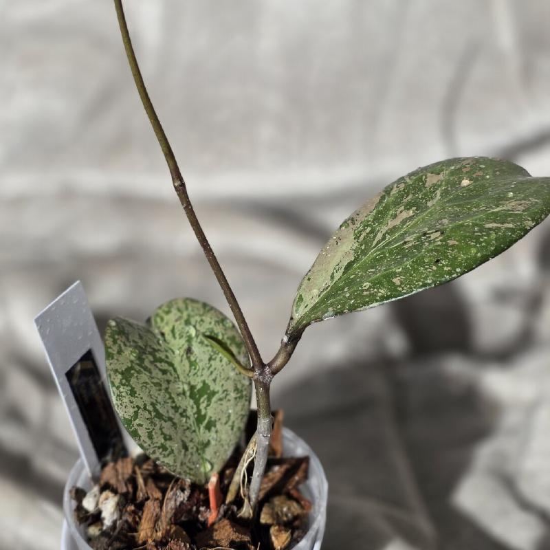 Hoya Michelle Silver