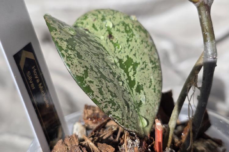 Hoya Michelle Silver