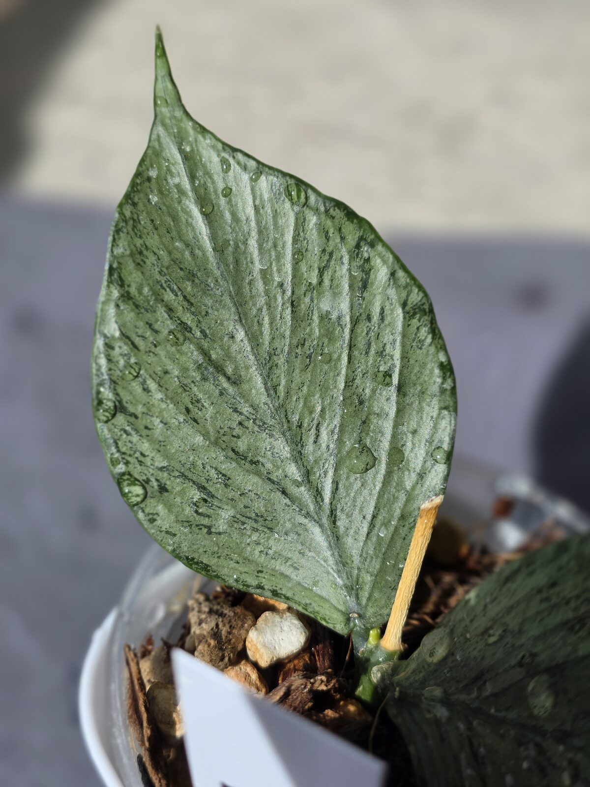 broget-leaf.jpg