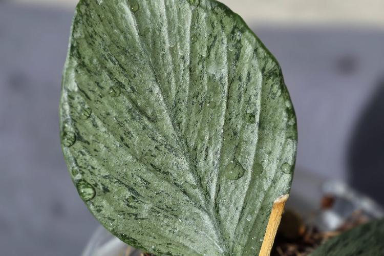 Hoya Polyneura Broget (Silver)