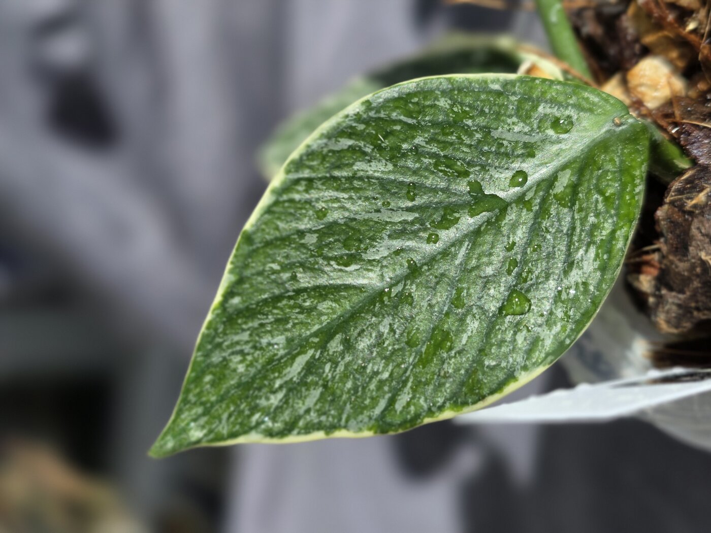 jasminka-leaf.jpg