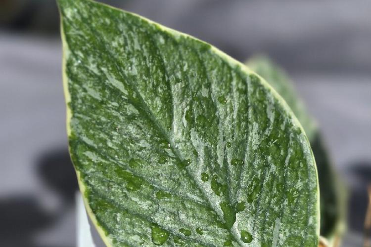 Hoya Polyneura Jasminka