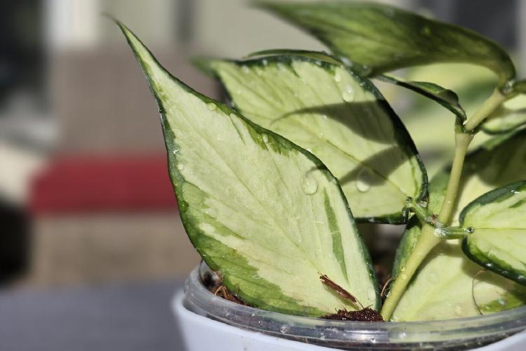 Hoya Polyneura Inner Variegated